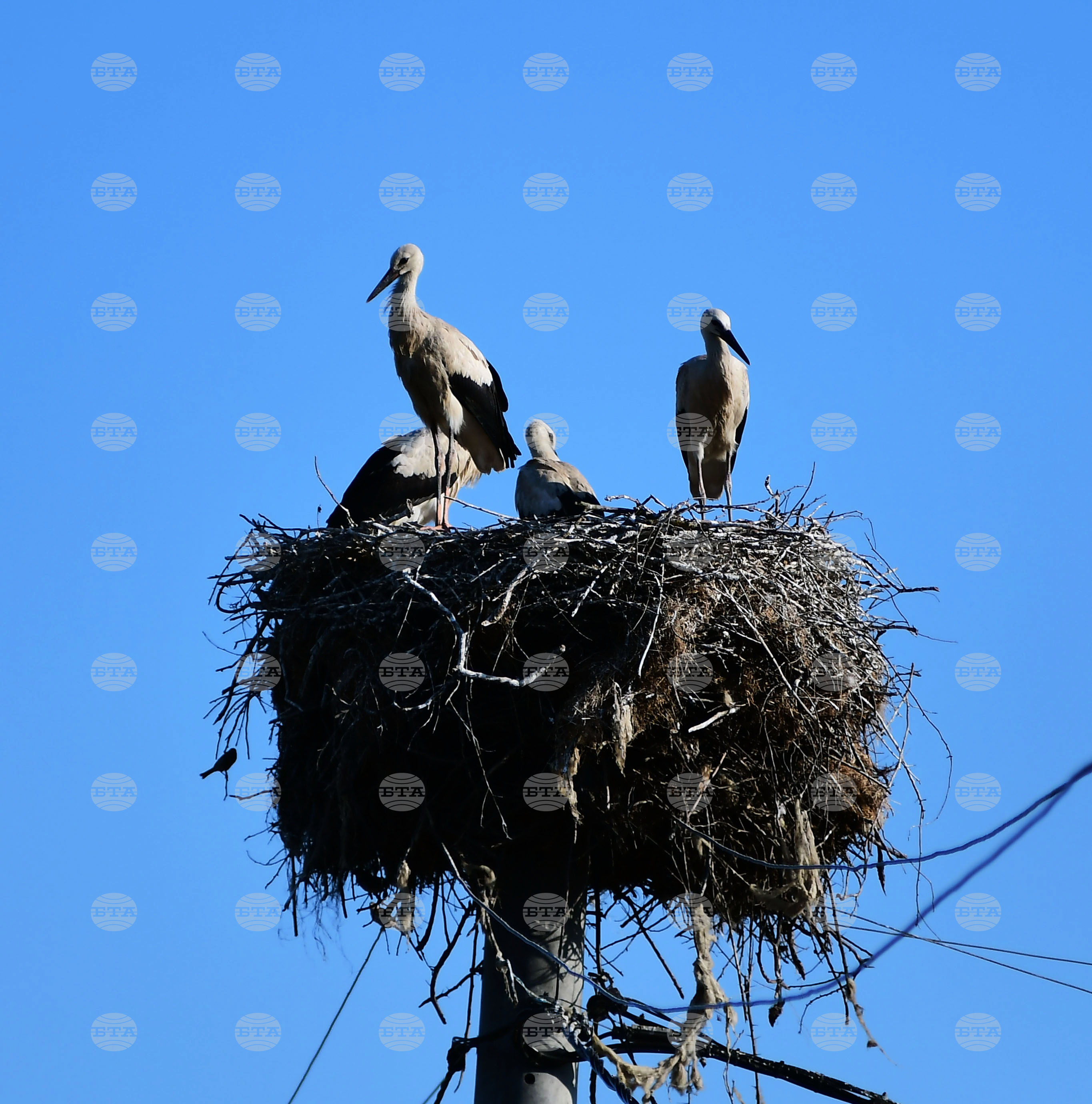 Село Ясеновец - малки щъркелчета - любопитно