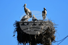 Село Ясеновец - малки щъркелчета - любопитно