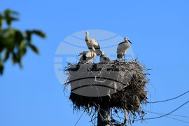 Село Ясеновец - малки щъркелчета - любопитно