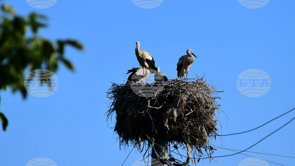 Село Ясеновец - малки щъркелчета - любопитно
