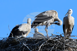 Село Ясеновец - малки щъркелчета - любопитно