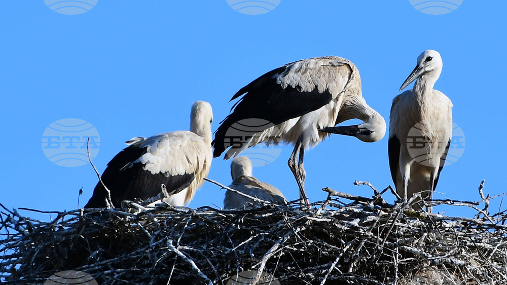 Село Ясеновец - малки щъркелчета - любопитно