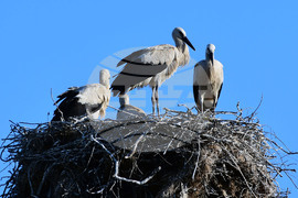 Село Ясеновец - малки щъркелчета - любопитно