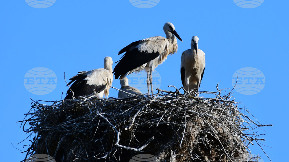 През май в с. Белозем ще се състои 19-ия Фестивал на белия щъркел 