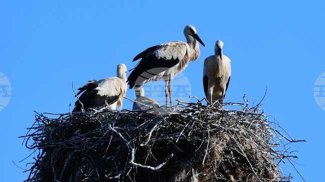 През май в с. Белозем ще се състои 19-ия Фестивал на белия щъркел 