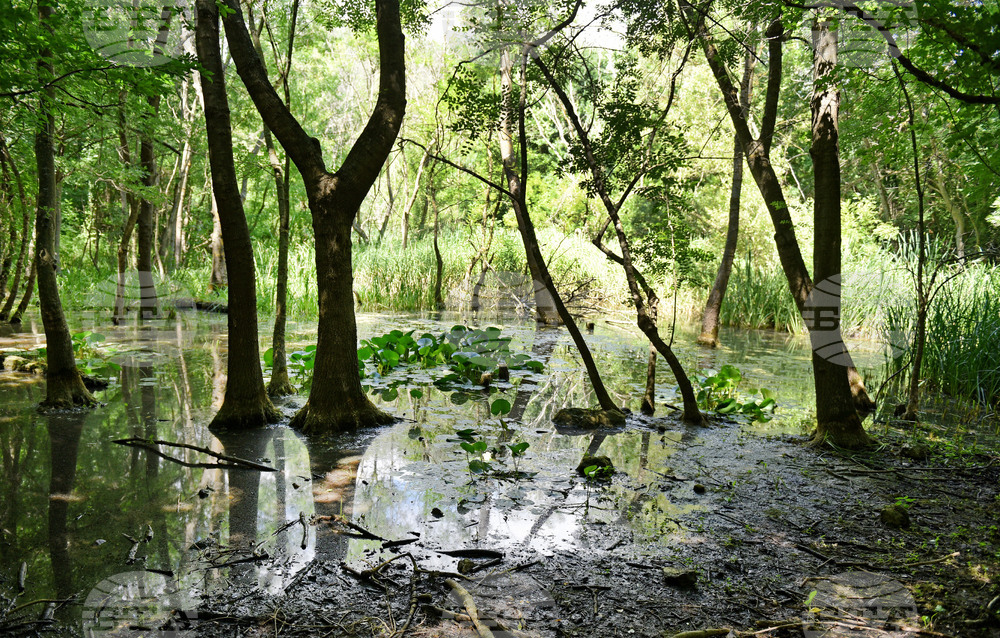 Варна - Природен парк „Златни пясъци“ - Бяла водна лилия