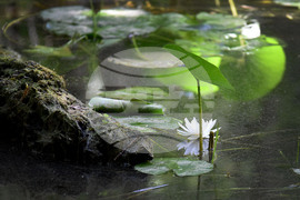 Варна - Природен парк „Златни пясъци“ - Бяла водна лилия