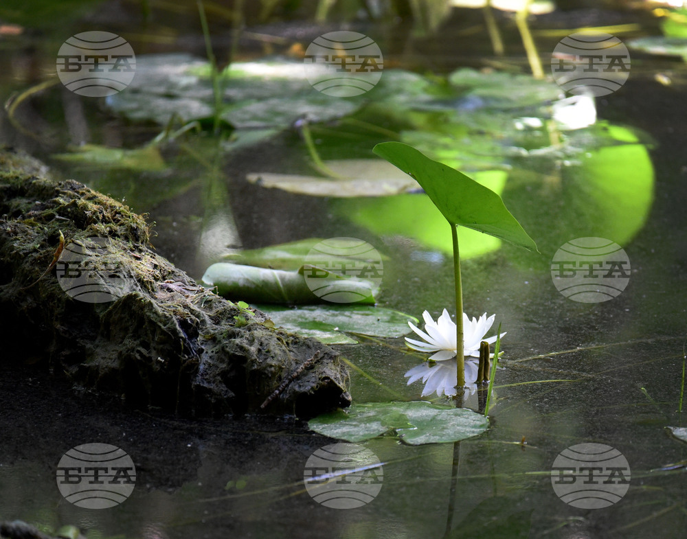 Варна - Природен парк „Златни пясъци“ - Бяла водна лилия