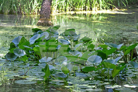 Варна - Природен парк „Златни пясъци“ - Бяла водна лилия
