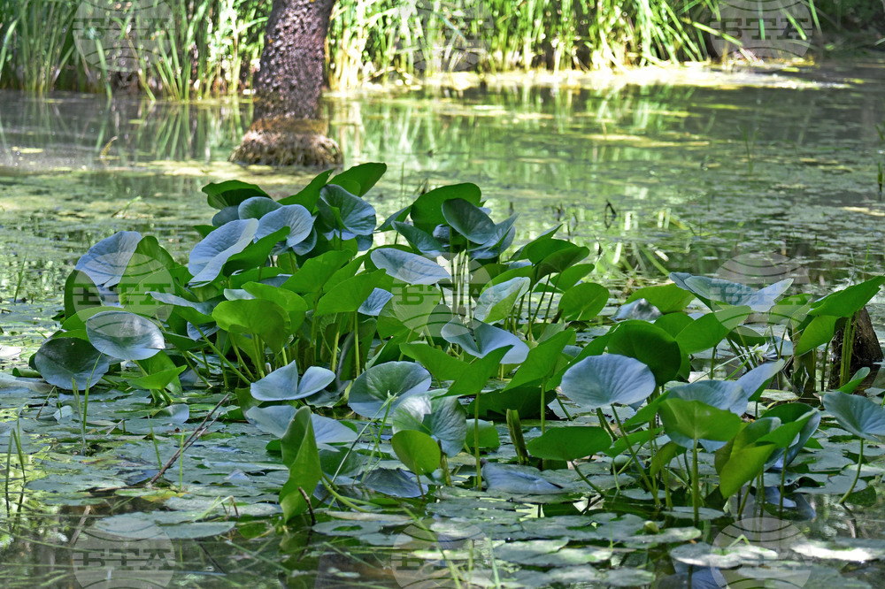 Варна - Природен парк „Златни пясъци“ - Бяла водна лилия