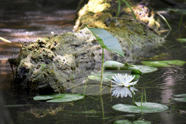 Варна - Природен парк „Златни пясъци“ - Бяла водна лилия