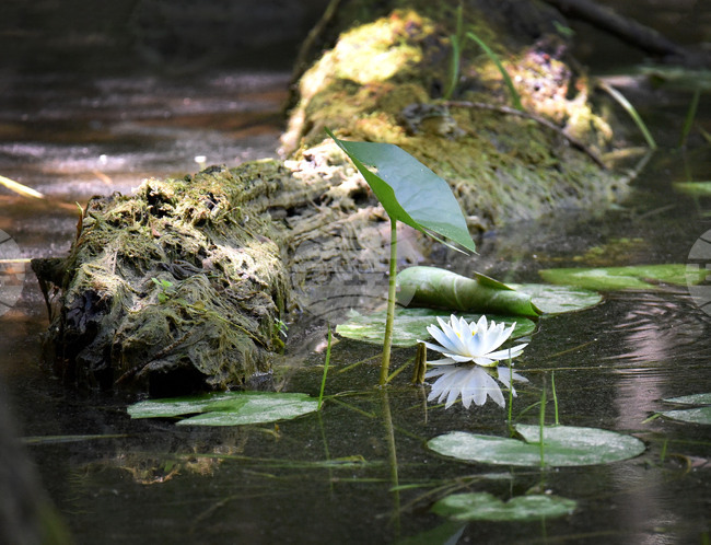 Wetlands May Be Key to Tackling Drought and Water Scarcity - Experts