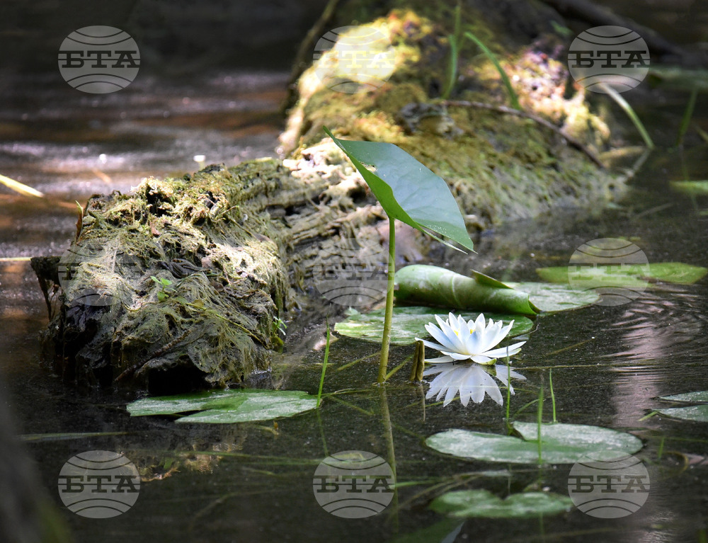 Варна - Природен парк „Златни пясъци“ - Бяла водна лилия