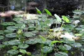 Варна - Природен парк „Златни пясъци“ - Бяла водна лилия