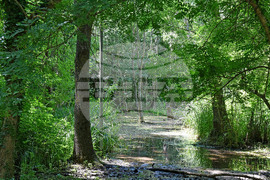 Варна - Природен парк „Златни пясъци“ - Бяла водна лилия