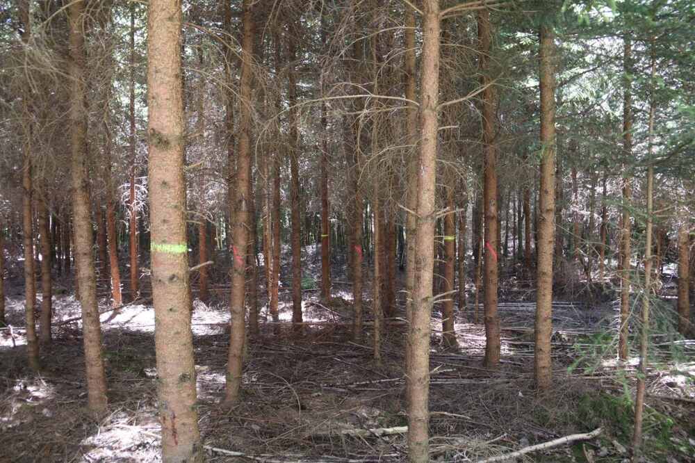 Заместник-министър Валентин Чамбов и лесовъди от България се запознаха с практиките за  устойчиво стопанисване на горите в Германия