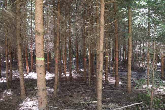 Заместник-министър Валентин Чамбов и лесовъди от България се запознаха с практиките за  устойчиво стопанисване на горите в Германия