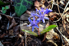 Търговище - горски цветя - топло време