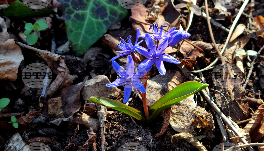 Търговище - горски цветя - топло време