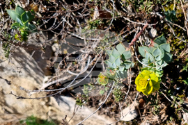 Търговище - горски цветя - топло време