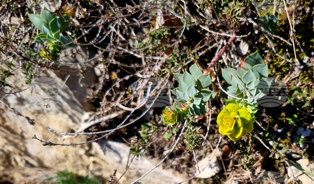 Търговище - горски цветя - топло време