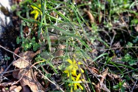 Търговище - горски цветя - топло време