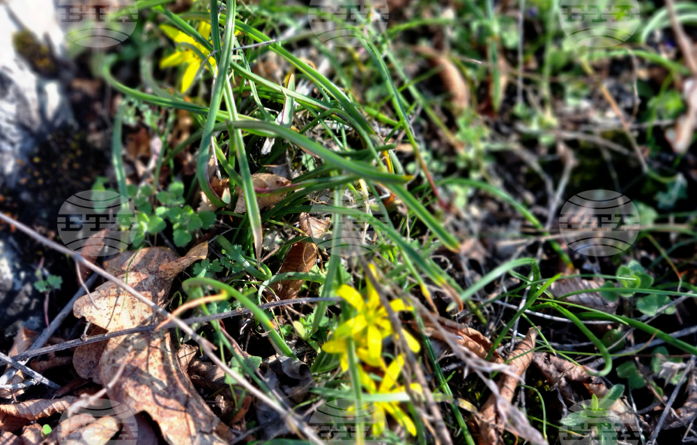Търговище - горски цветя - топло време