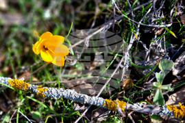 Търговище - горски цветя - топло време