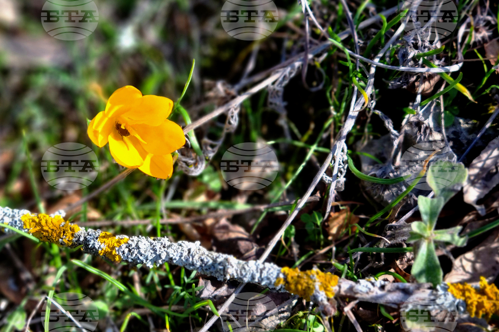 Търговище - горски цветя - топло време