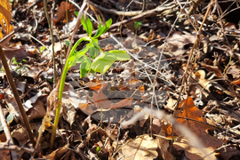 Търговище - горски цветя - топло време