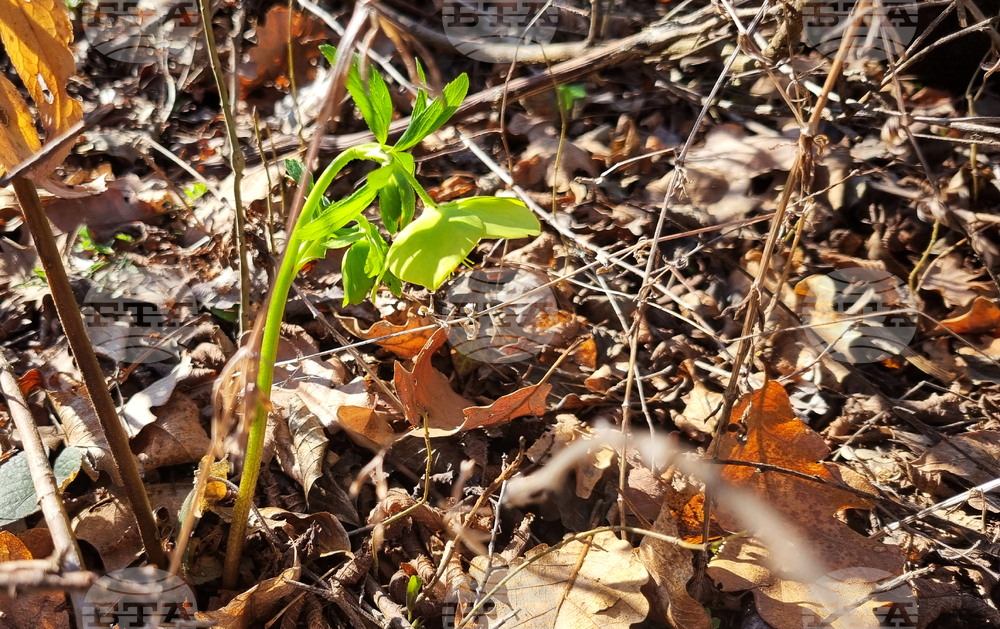 Търговище - горски цветя - топло време