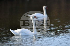 Село Божурово - лебеди - любопитно