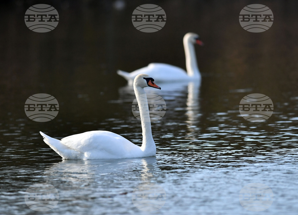Село Божурово - лебеди - любопитно