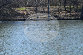 Село Божурово - лебеди - любопитно