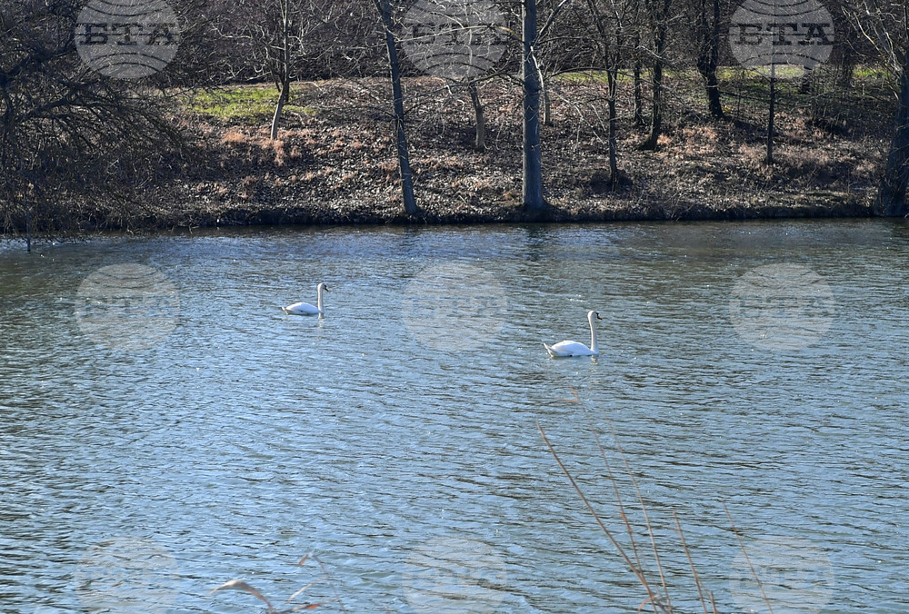 Село Божурово - лебеди - любопитно