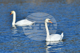 Село Божурово - лебеди - любопитно