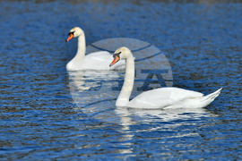 Село Божурово - лебеди - любопитно