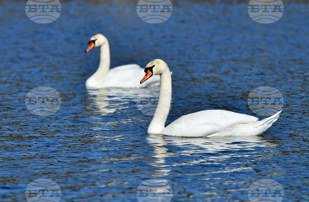 Село Божурово - лебеди - любопитно