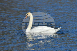 Село Божурово - лебеди - любопитно