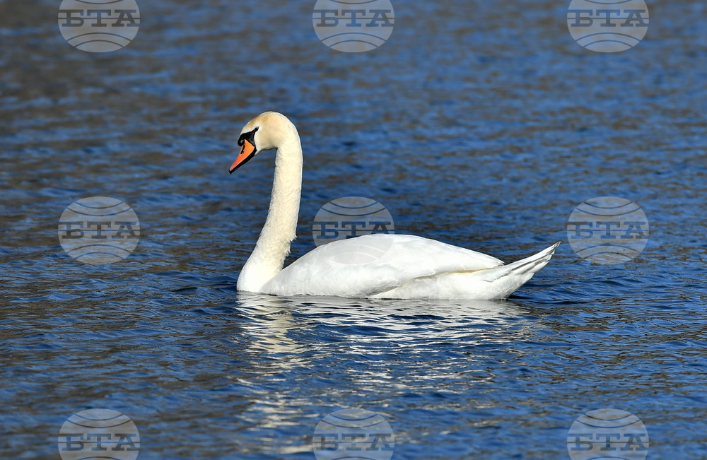 Село Божурово - лебеди - любопитно