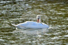 Село Божурово - лебеди - любопитно