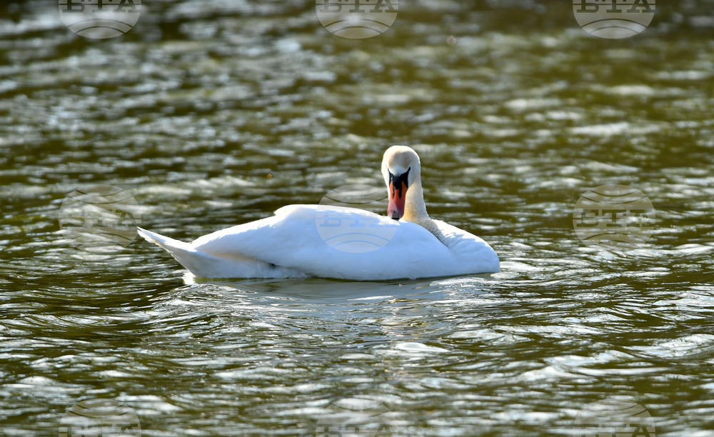 Село Божурово - лебеди - любопитно
