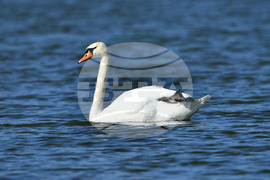 Село Божурово - лебеди - любопитно