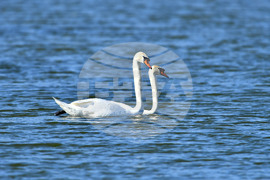 Село Божурово - лебеди - любопитно
