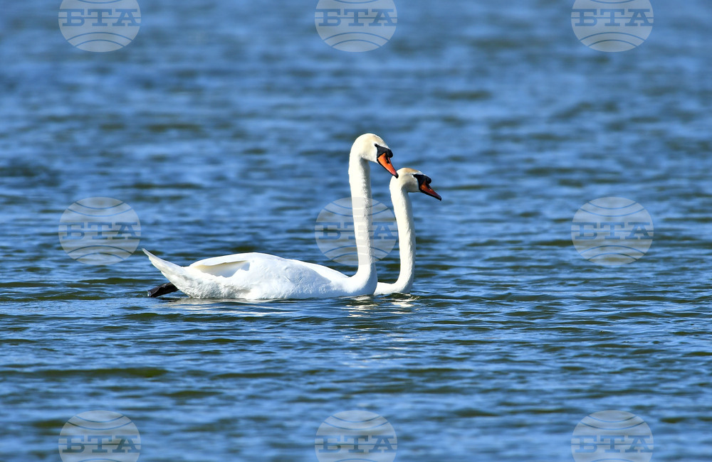 Село Божурово - лебеди - любопитно