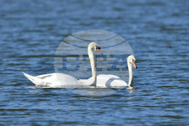 Село Божурово - лебеди - любопитно