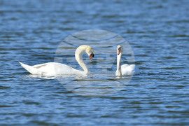 Село Божурово - лебеди - любопитно