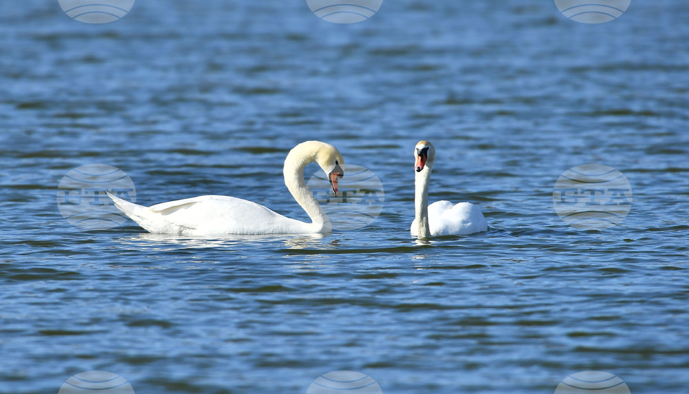 Село Божурово - лебеди - любопитно