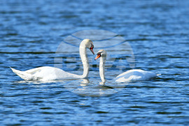 Село Божурово - лебеди - любопитно