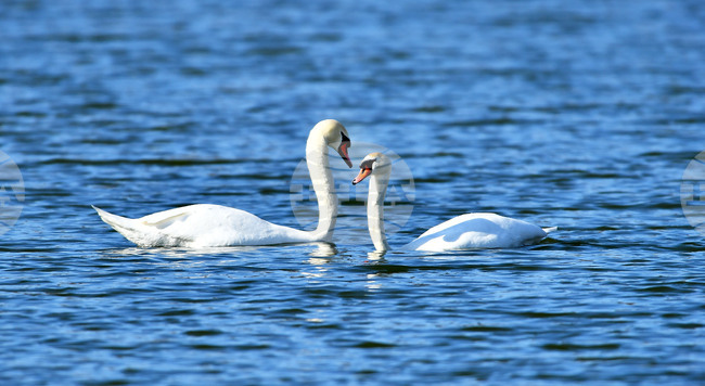 Село Божурово - лебеди - любопитно